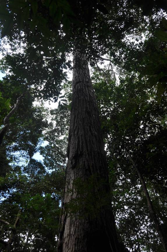 Guariúba, enorme árvore na FLONA, comunidade de São Domingo, região de Alter do Chão - PA